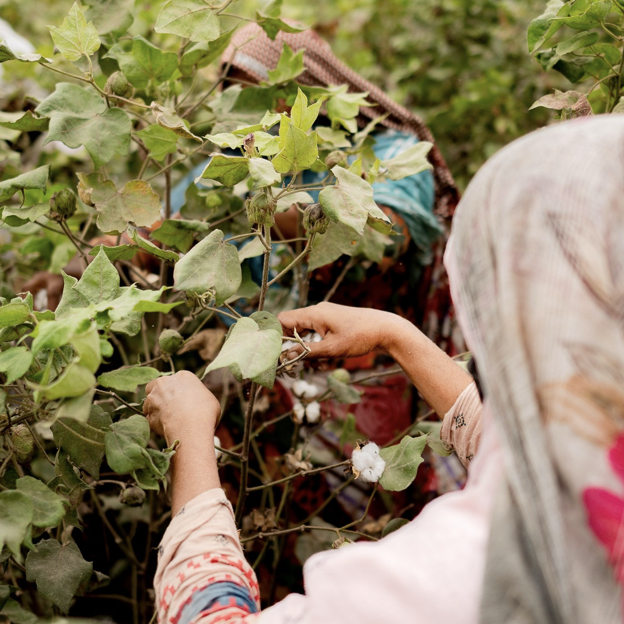 a person next to a cotton plant