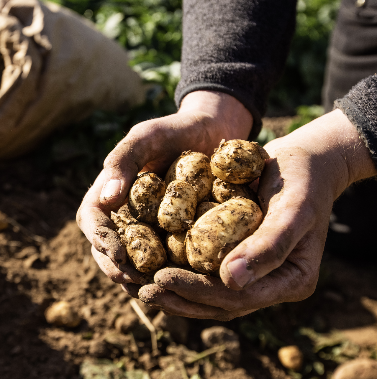 hands holding potatoes from the soil