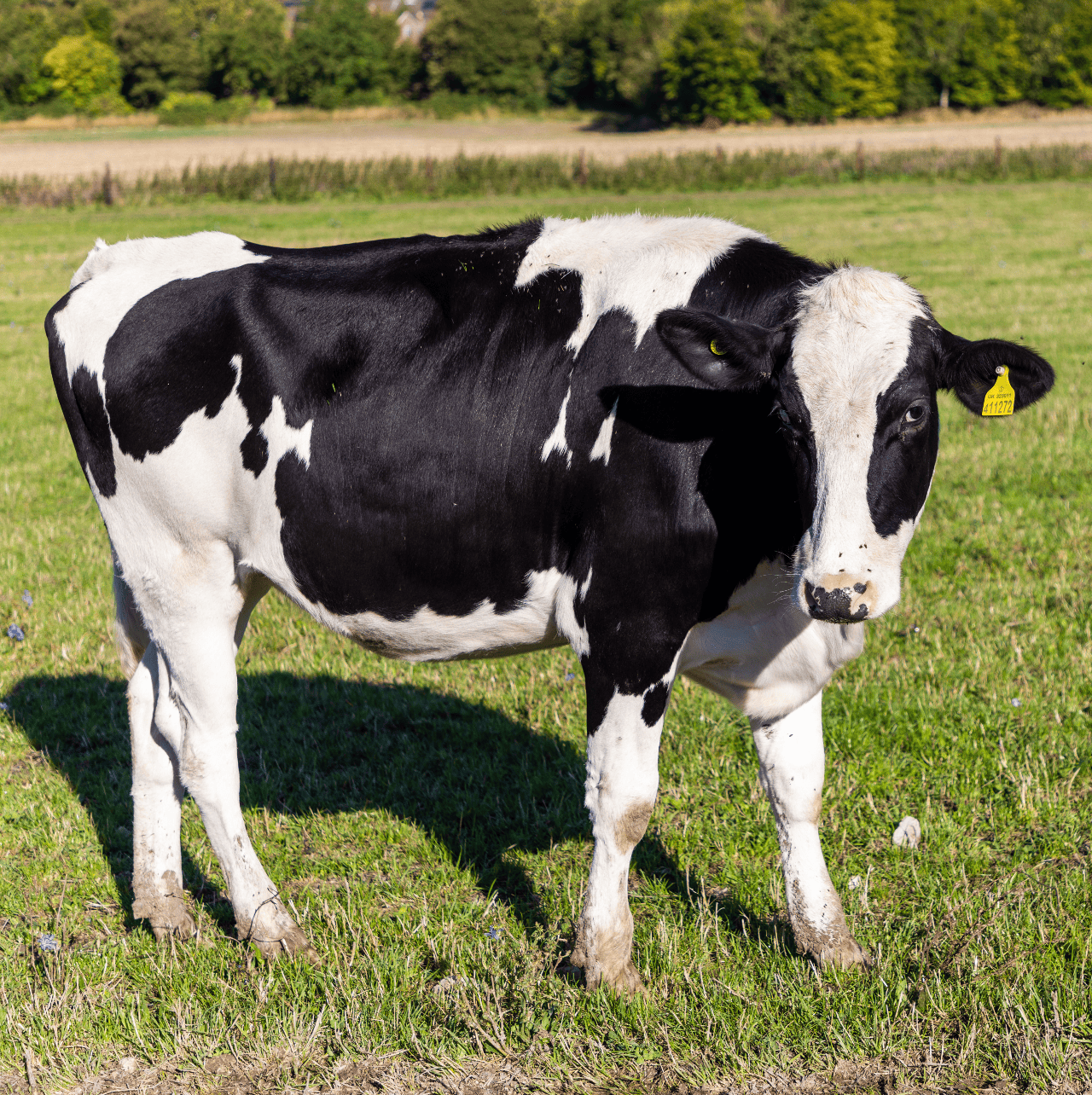a dairy cow