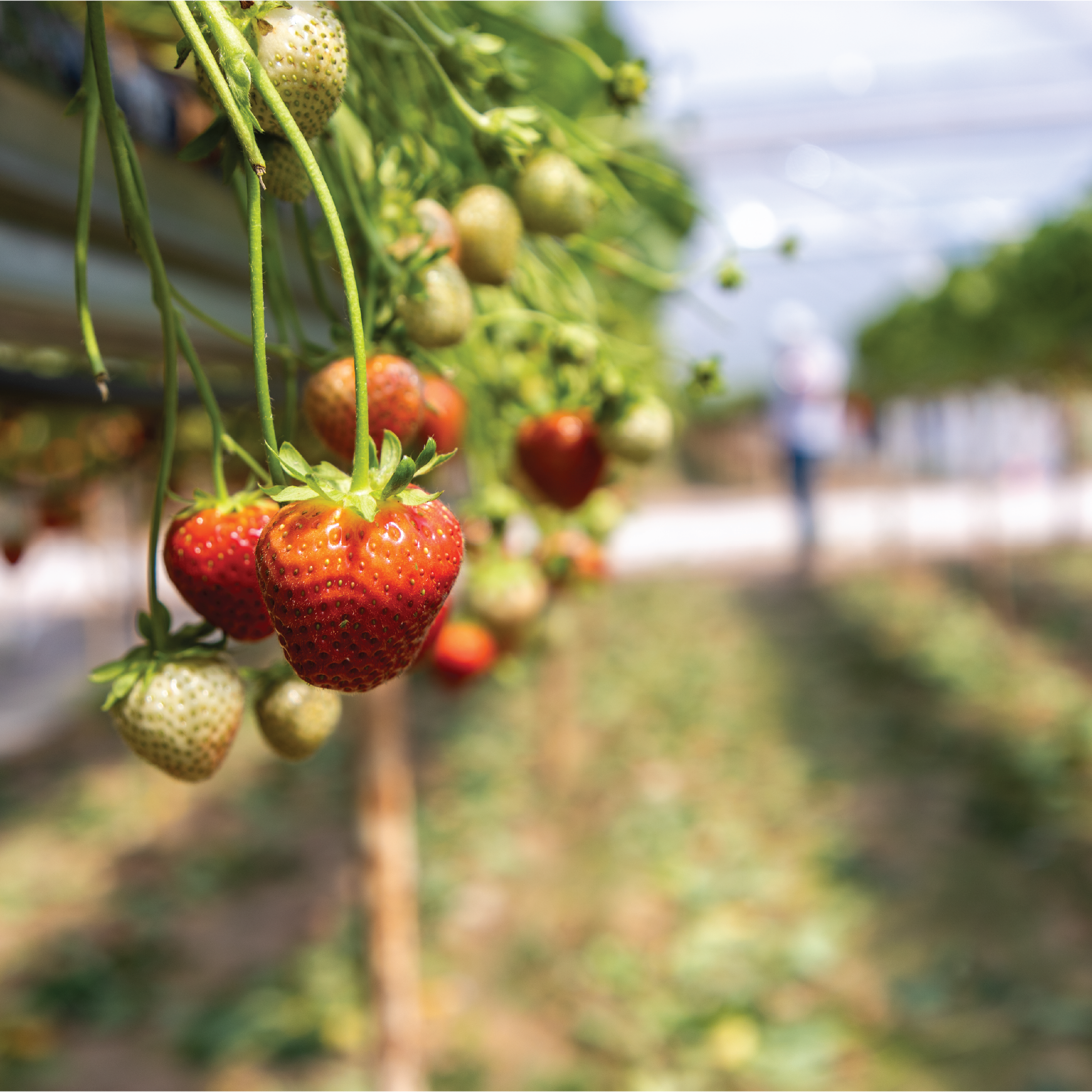 Taskers Farm M&S Strawberries