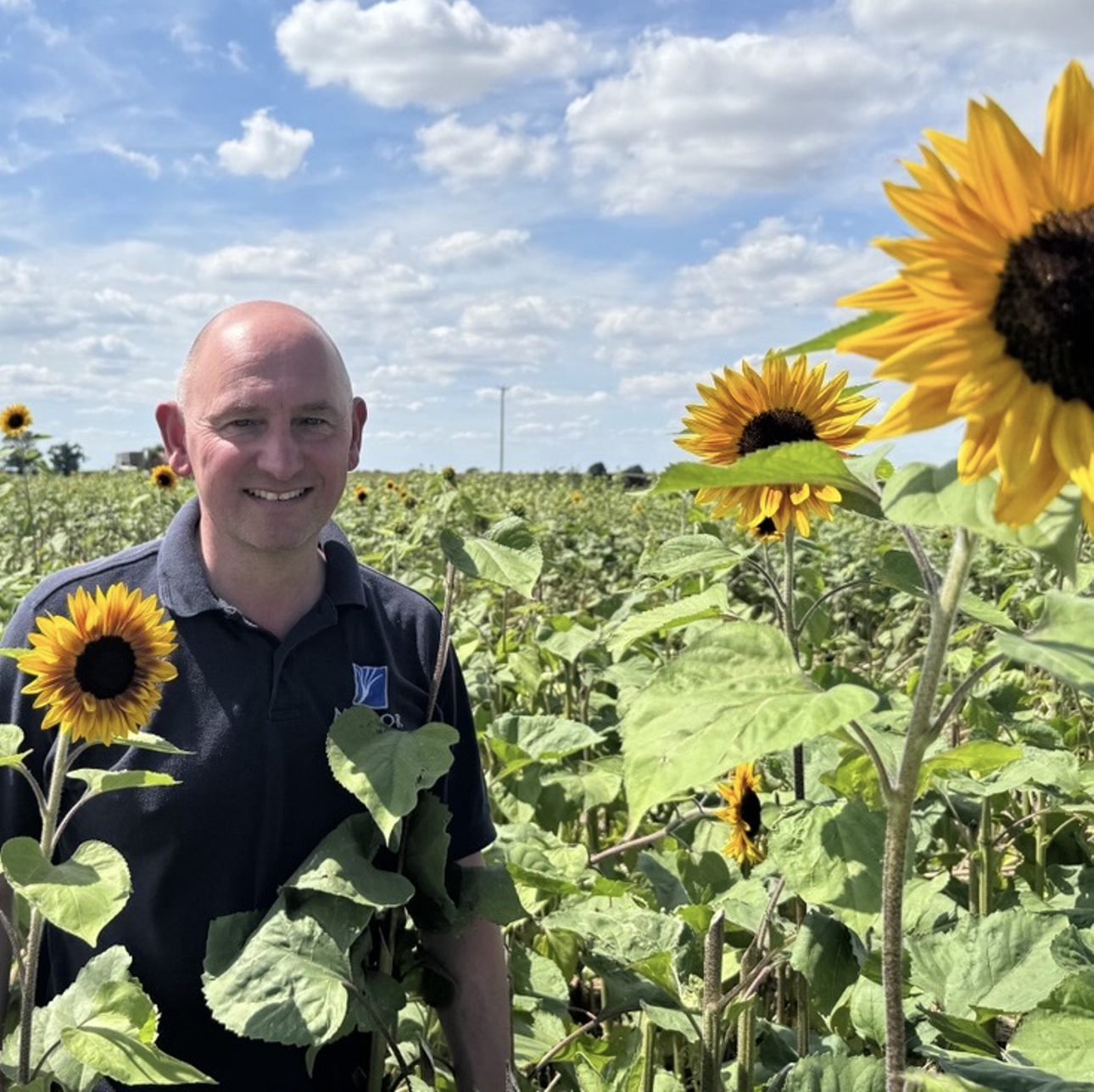 A man standing in a field of sunflowers