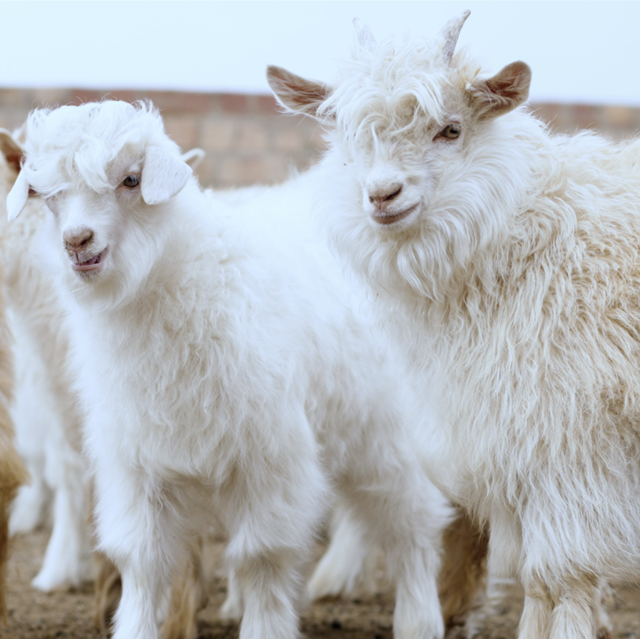 Two fluffy white goats