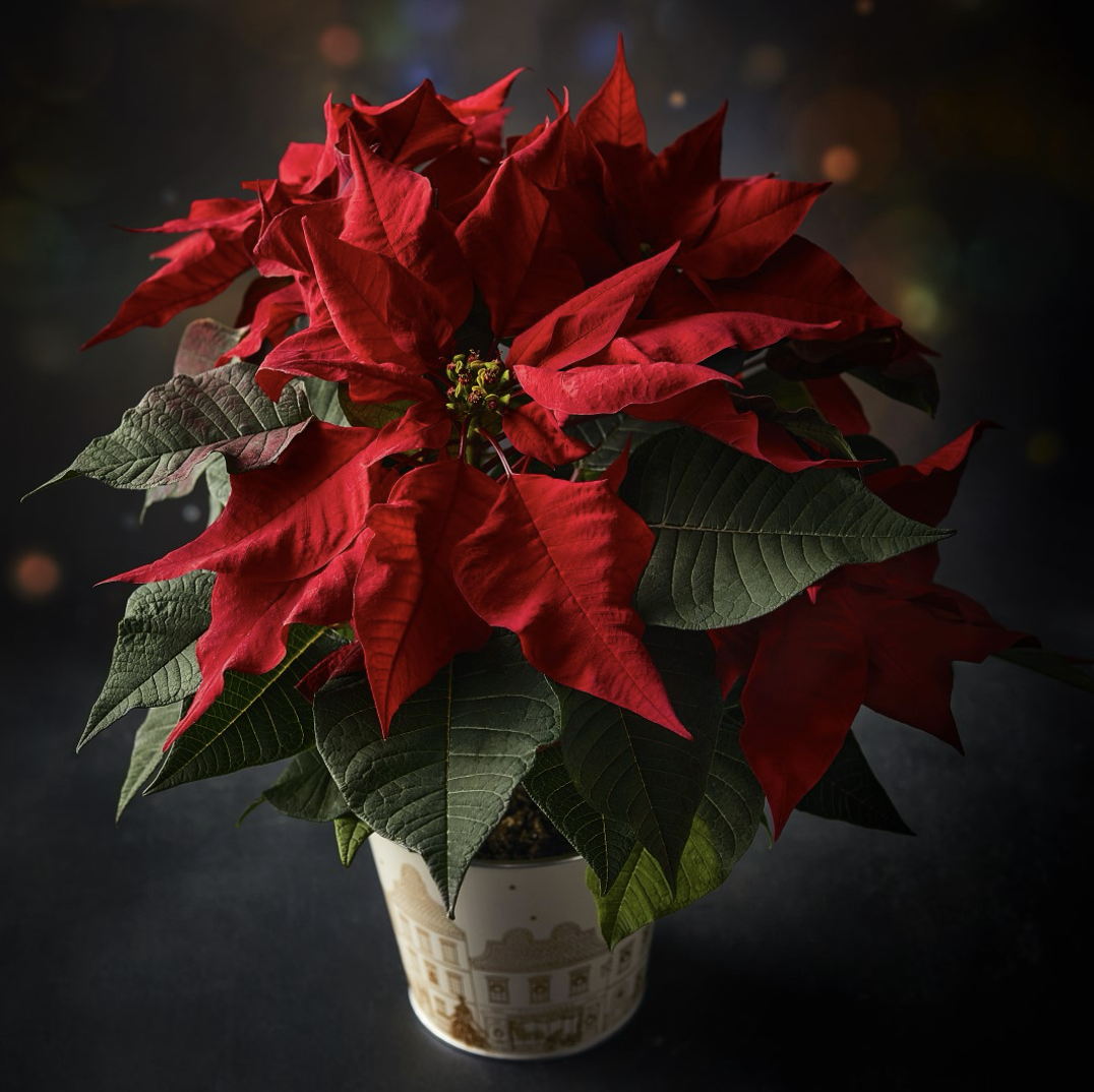 a red poinsettia flower