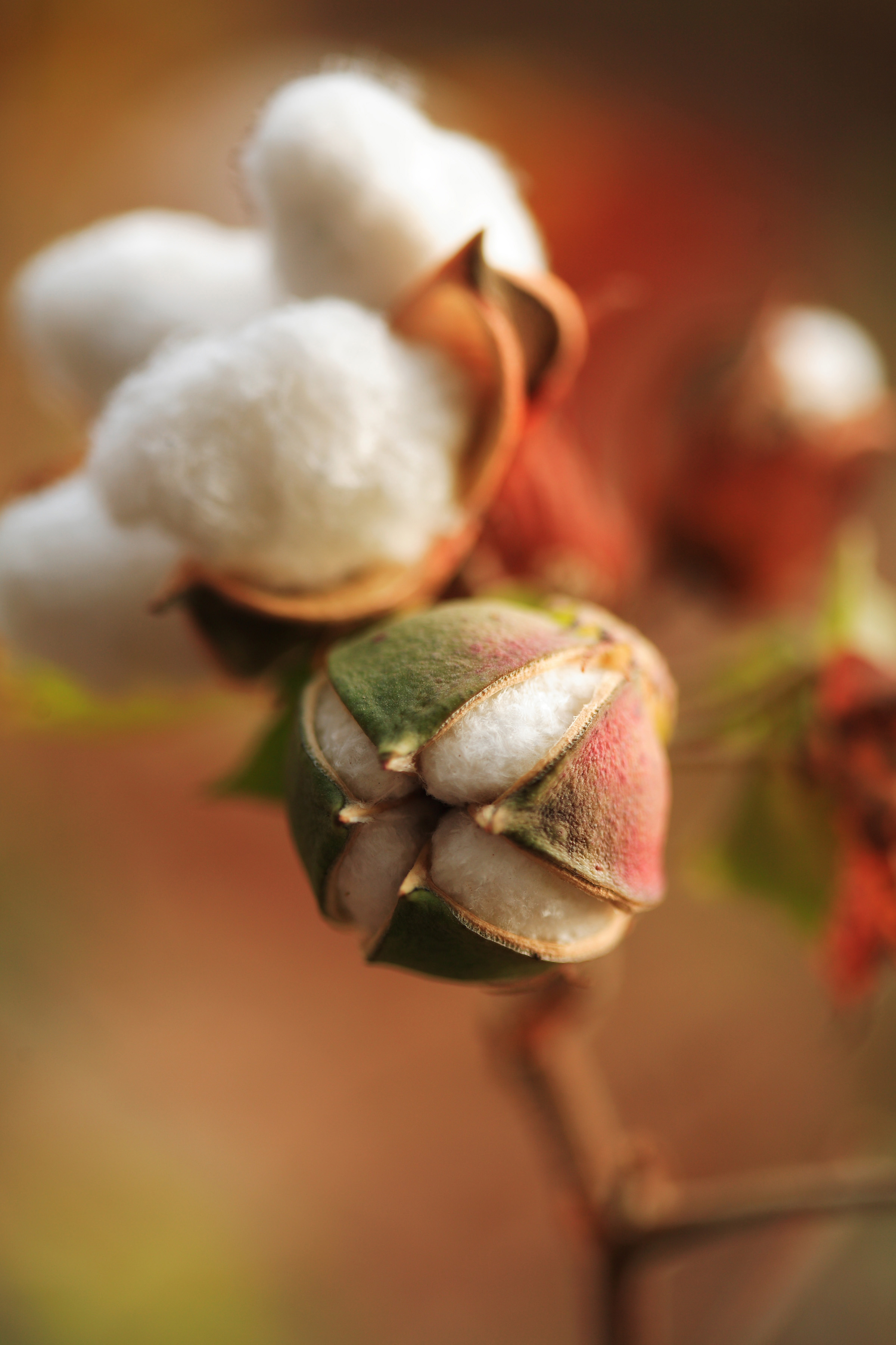 PODCAST: Series One, Episode One – The cotton challenge