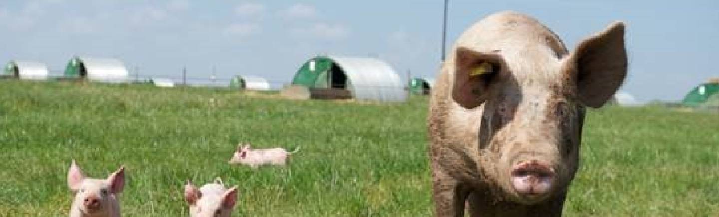 M&S leads in global animal welfare benchmark