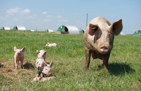 M&S leads in global animal welfare benchmark