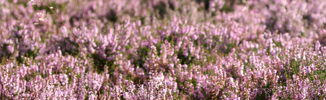 Red grouse image