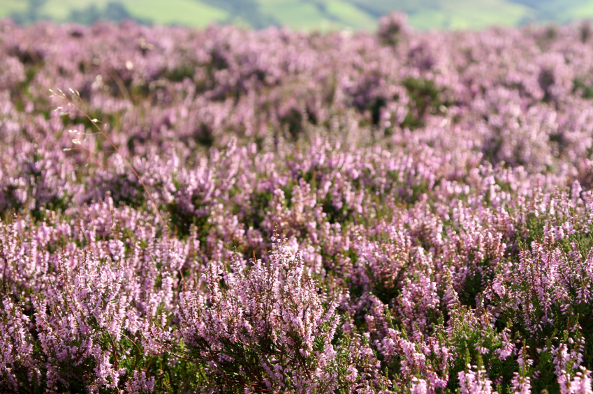 Red grouse image