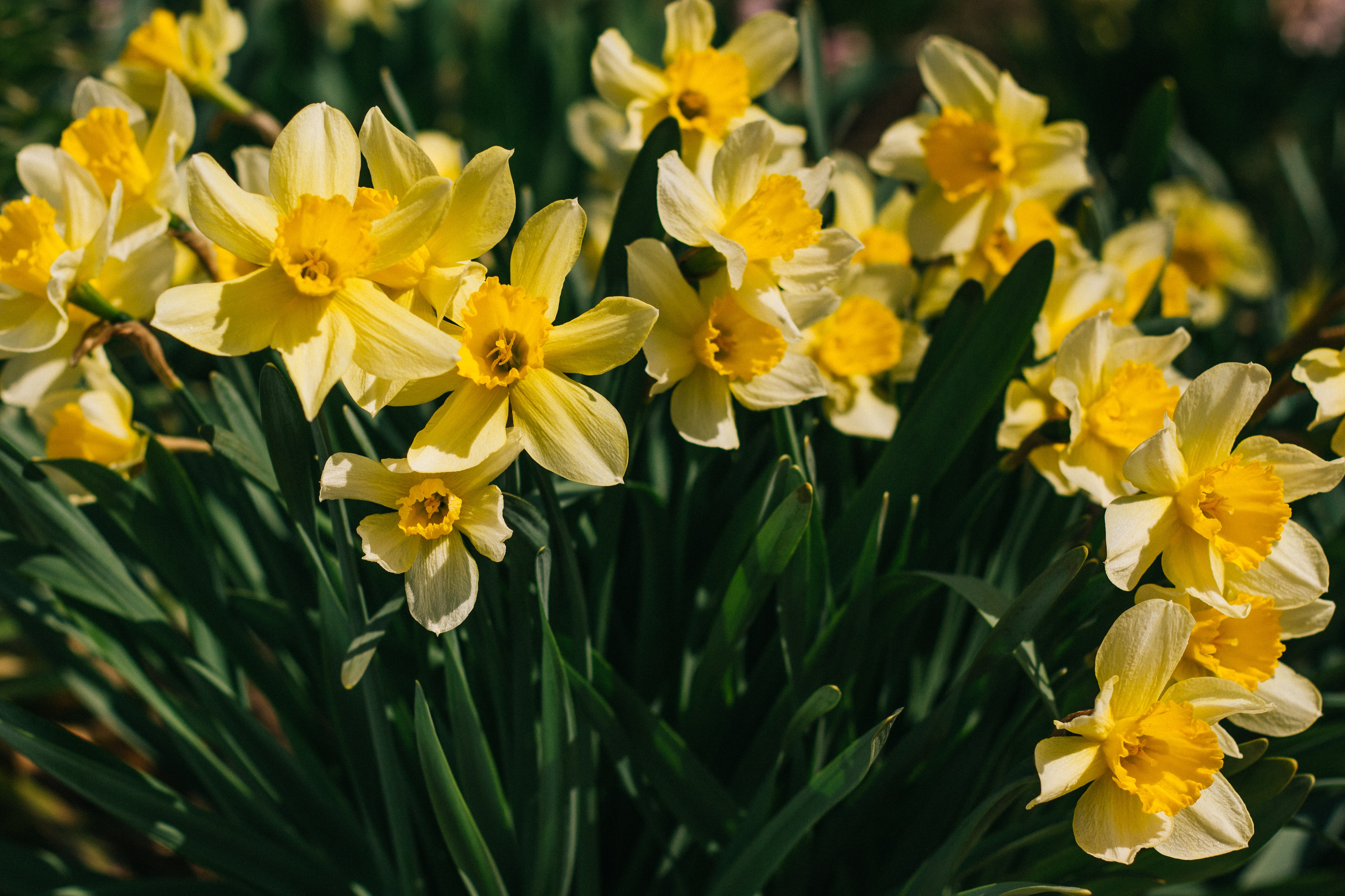 Flowers & Plants