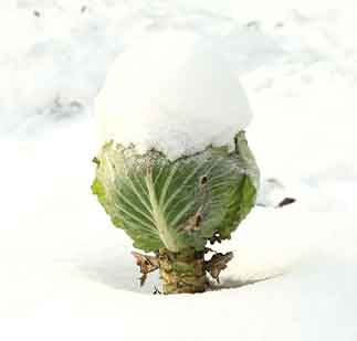 debunking-freezer-myths-to-help-reduce-food-waste