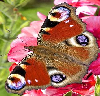 Get out for the Big Butterfly Count