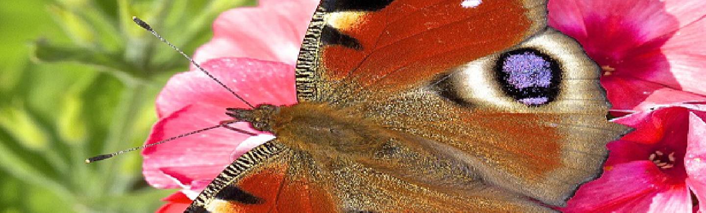 Get out for the Big Butterfly Count