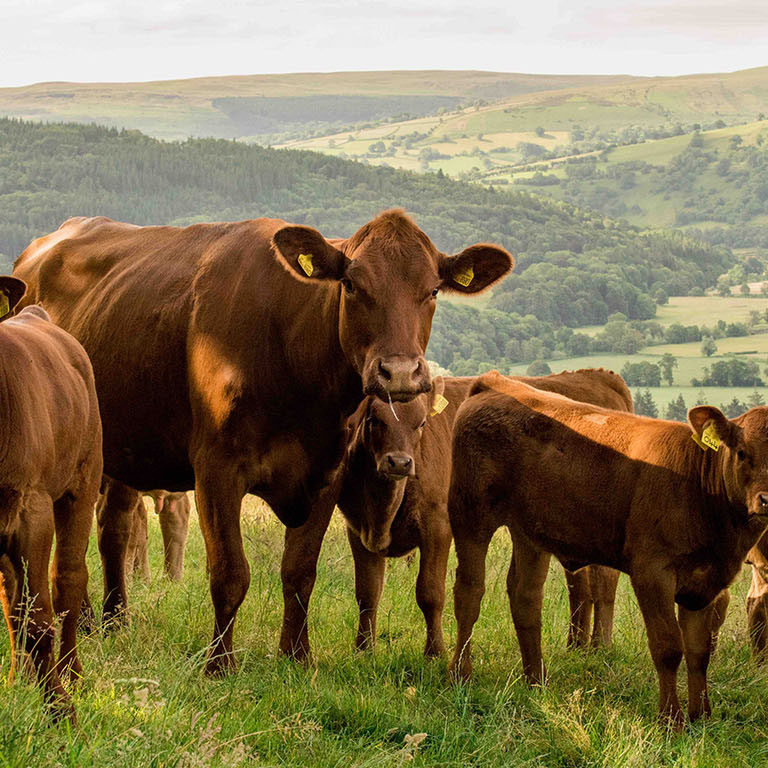 Proud to be recognised again for our leading approach to farm animal welfare