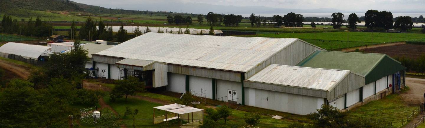 new-from-old-rebuilding-a-kenyan-packing-operation-from-recycled-materials