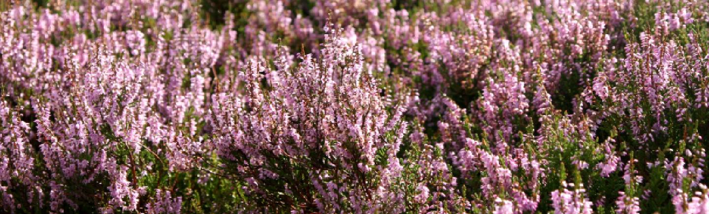 Responsibly Sourced Game at M&S