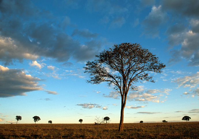 Industry roundtable on soy