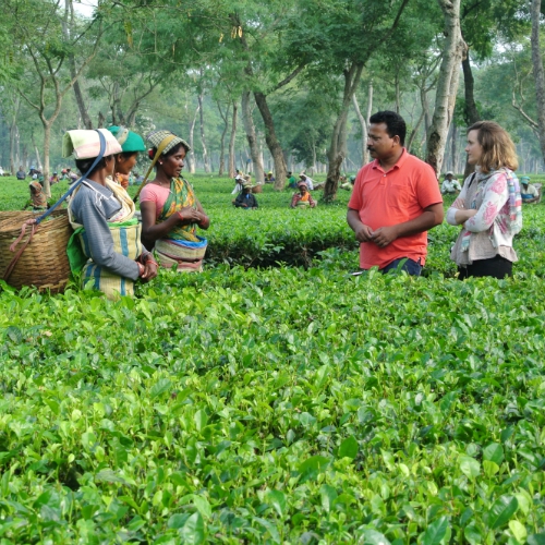 A transparent cuppa – mapping our tea and coffee supply chains