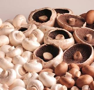 The Champion 'Dine in' mushroom grower