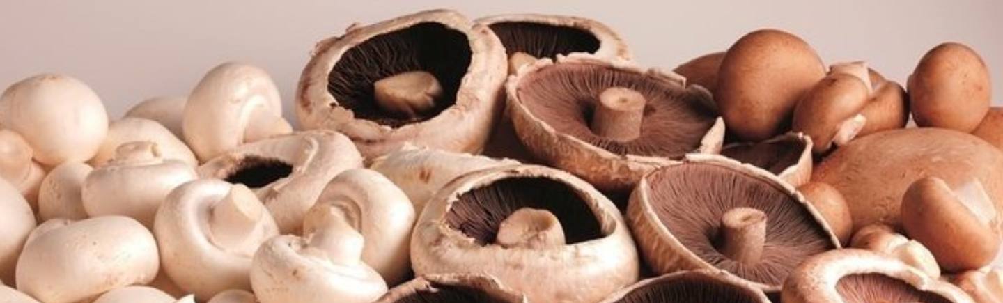 The Champion 'Dine in' mushroom grower