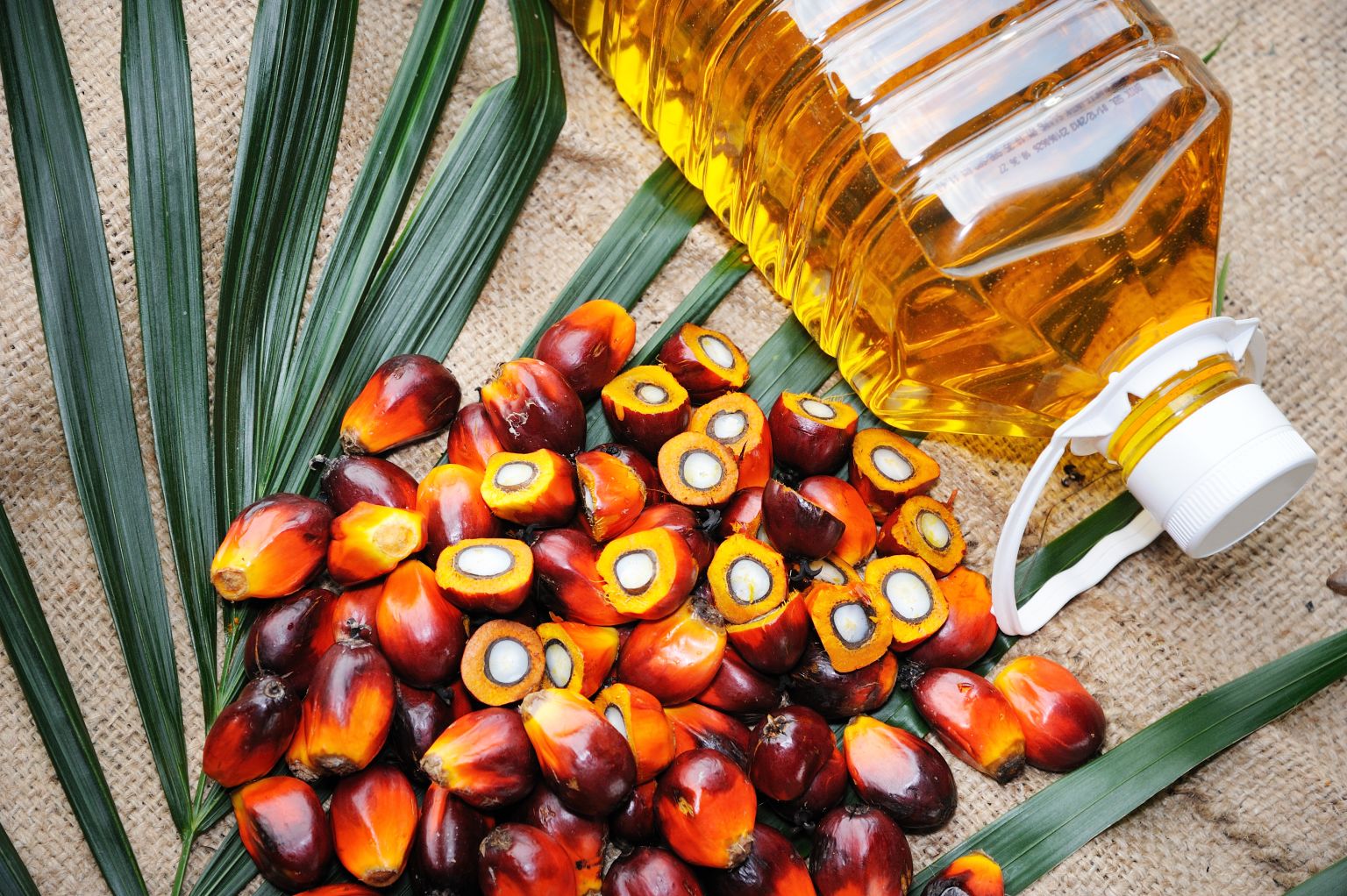 Why is palm oil so popular