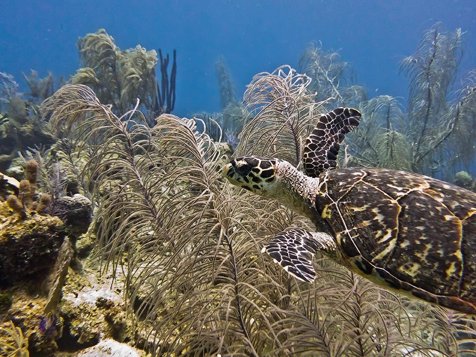 protecting our oceans