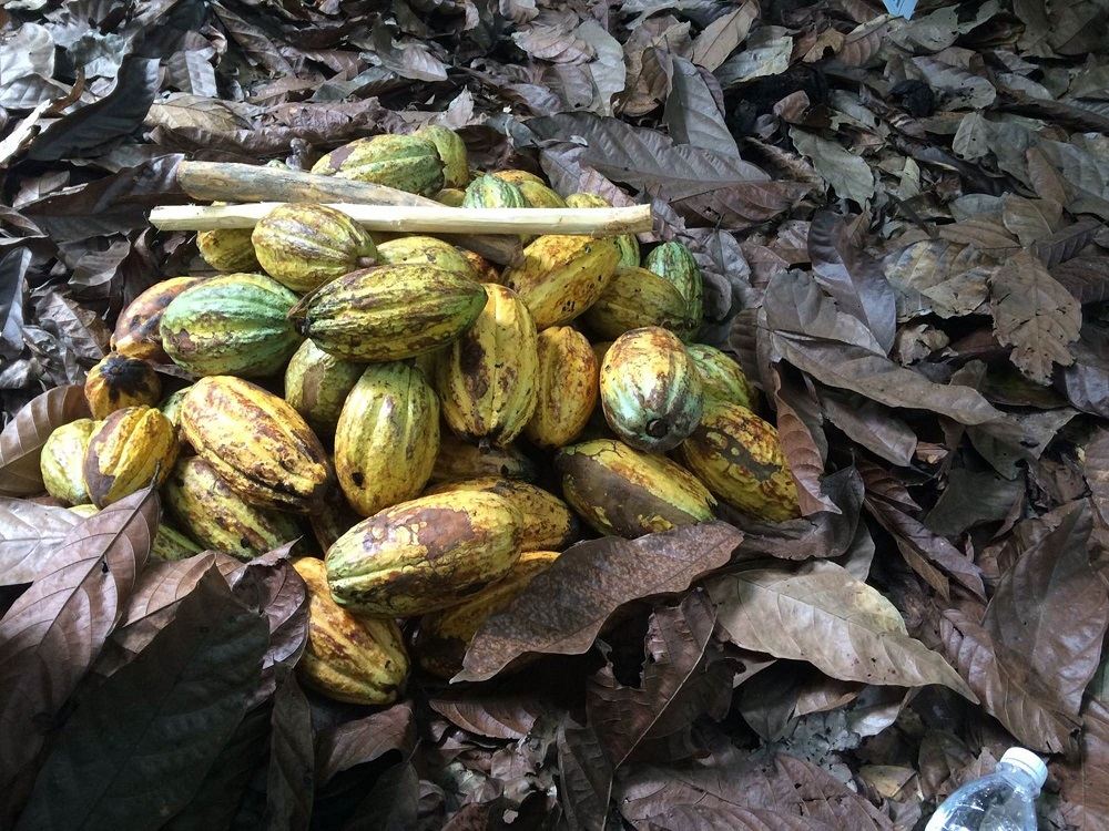 world cocoa foundation