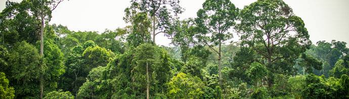 Jungle of Sabah