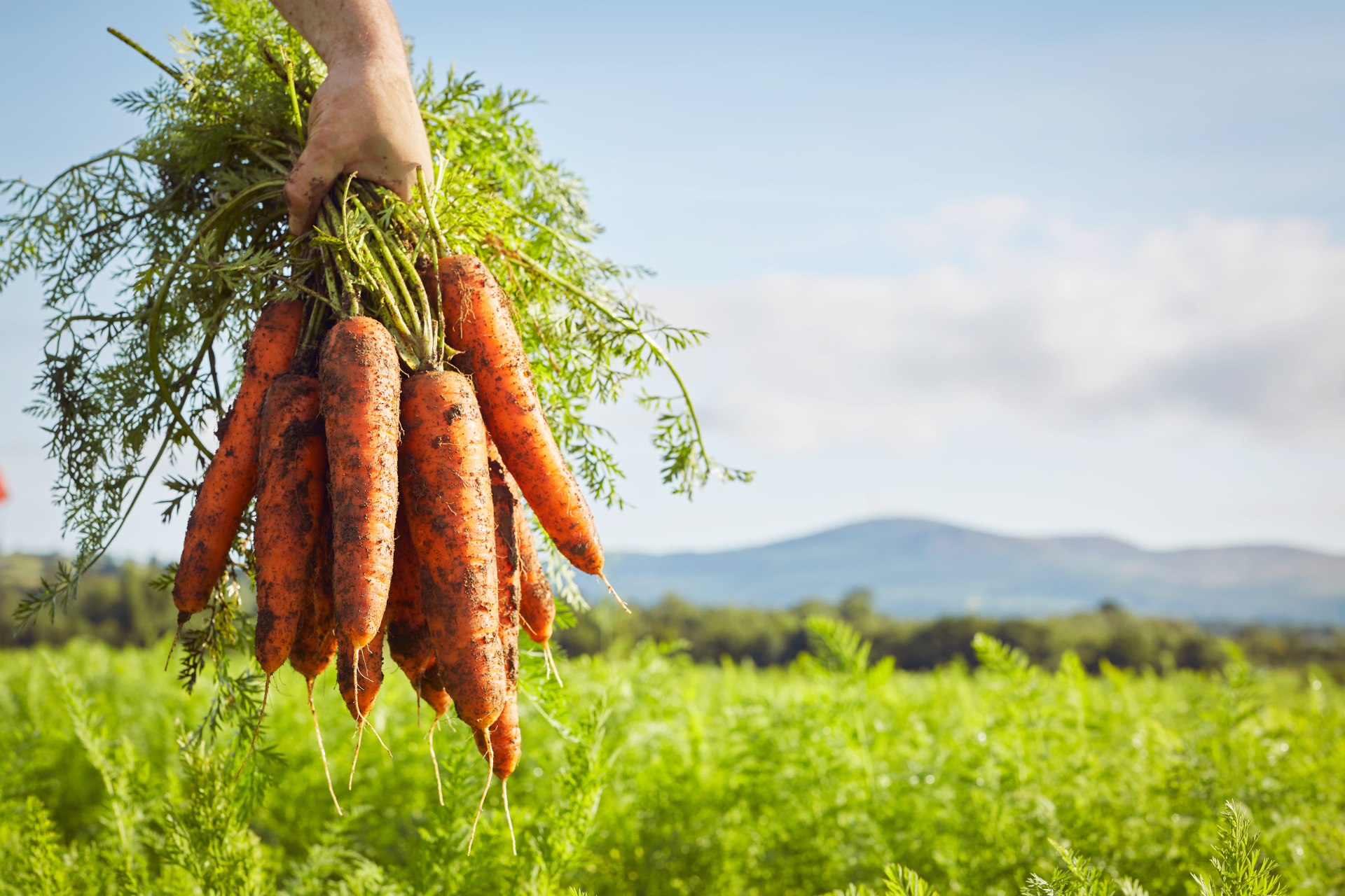 Carrots