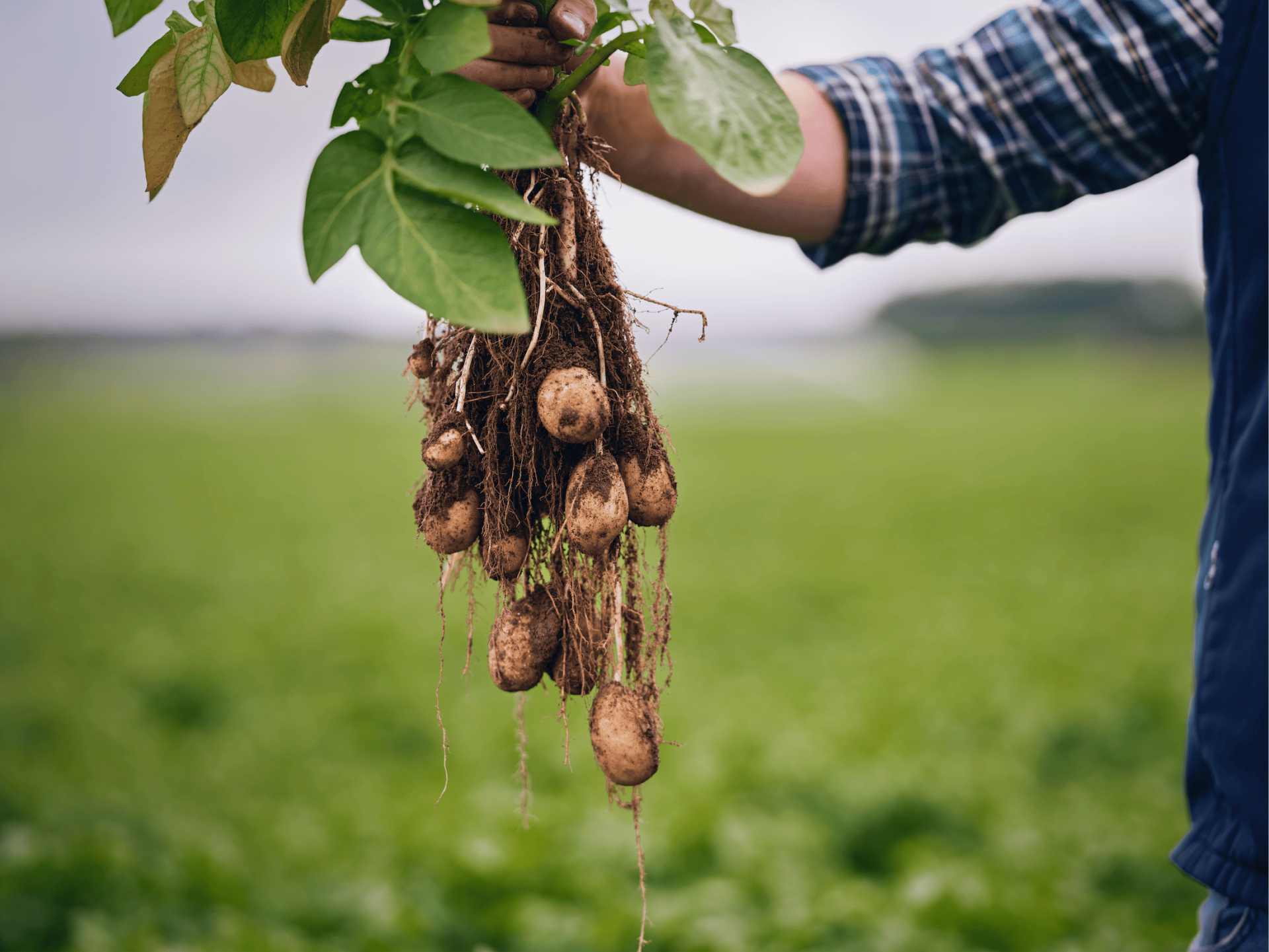 A hand holding a bunch of freshly picked potatoes