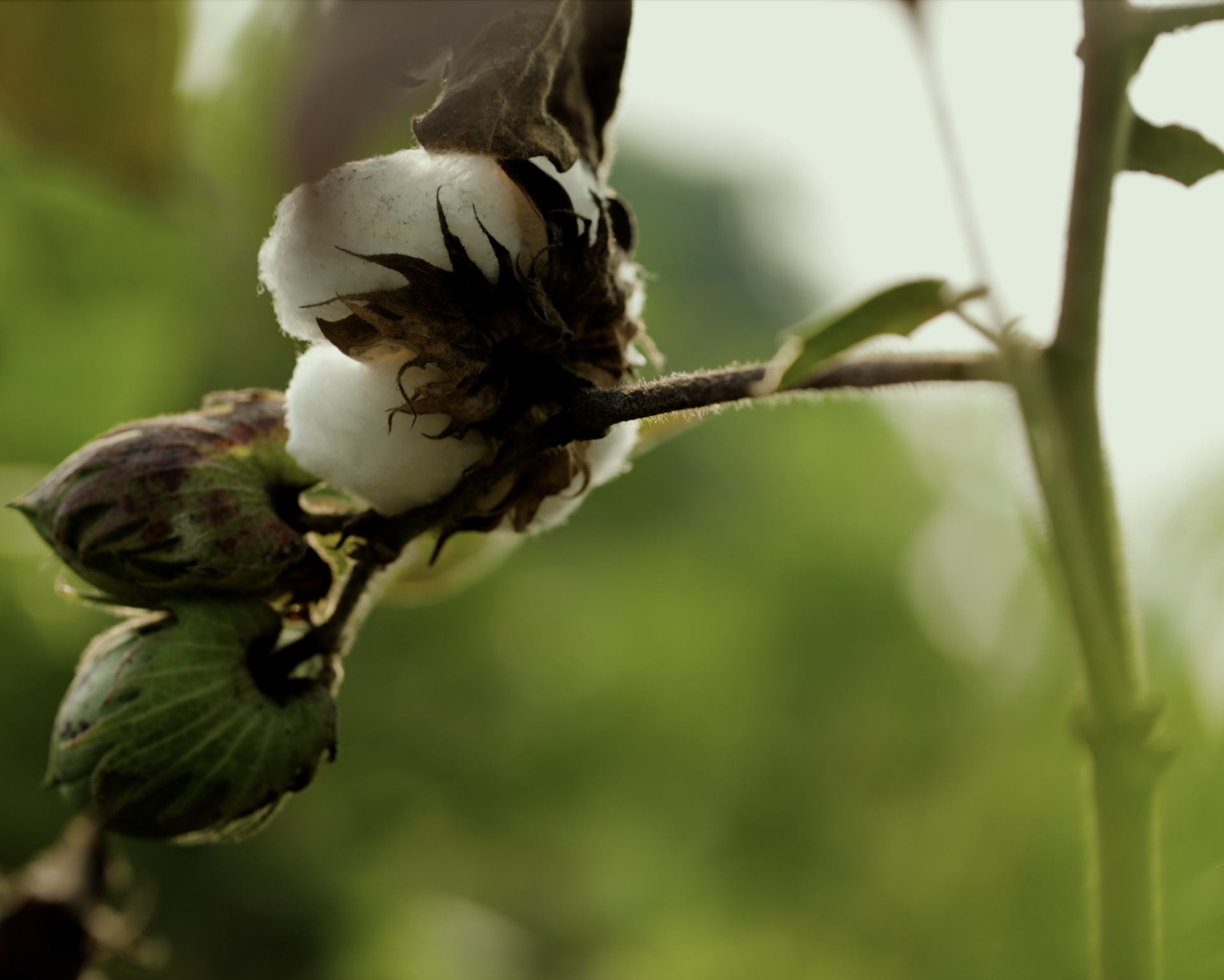 A cotton plant