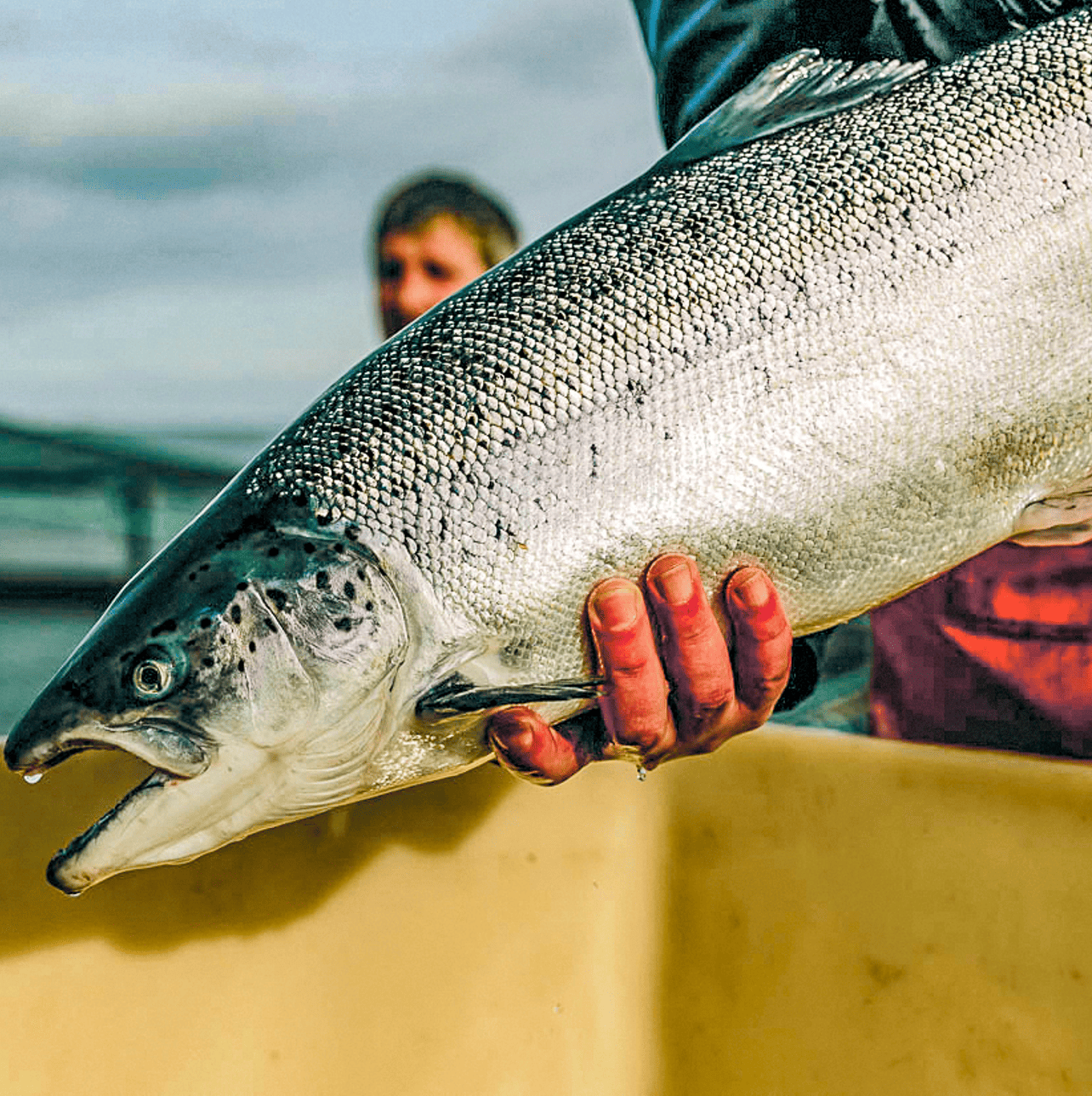 A freshly caught fish