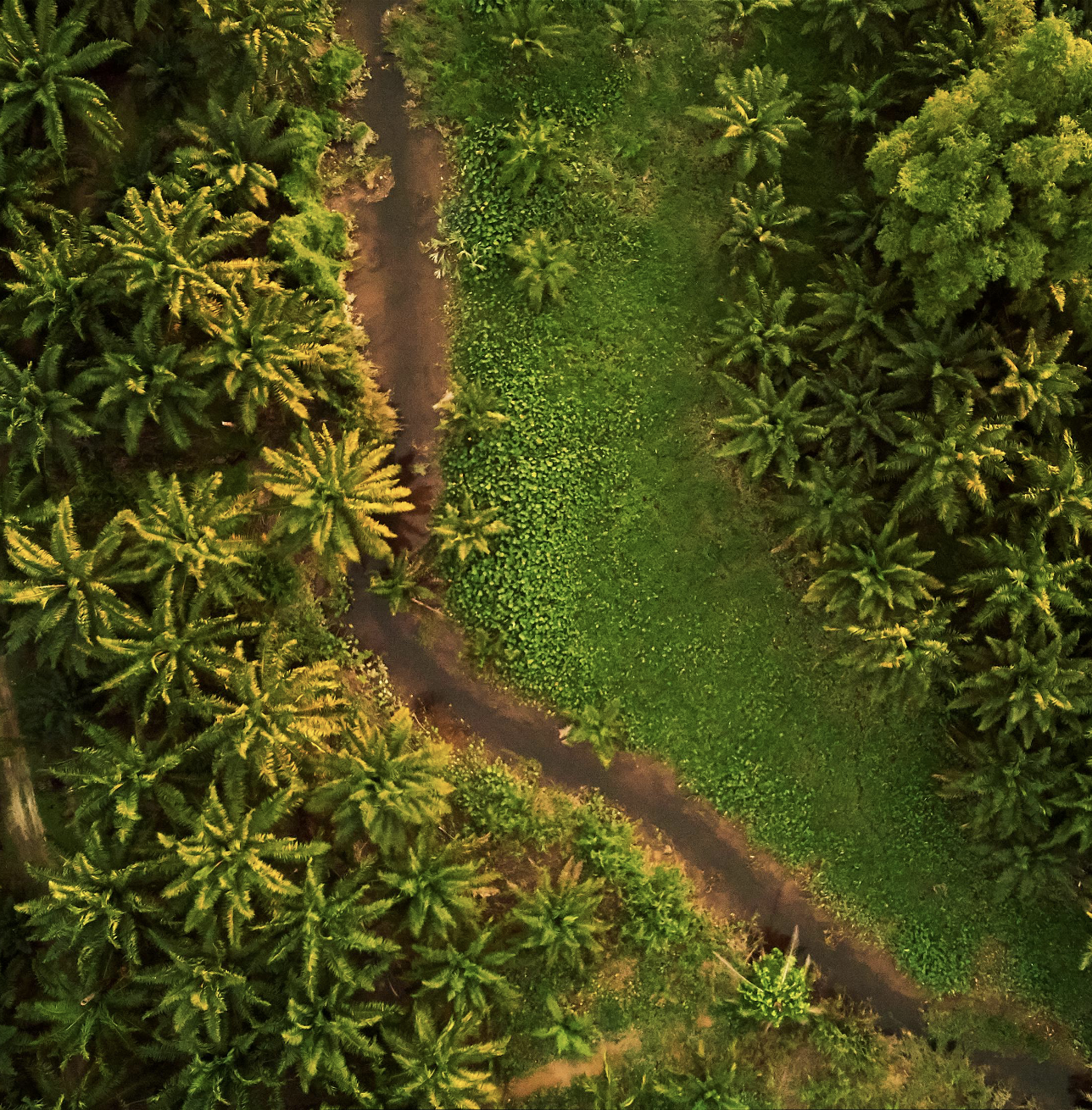 A palm oil forest from above