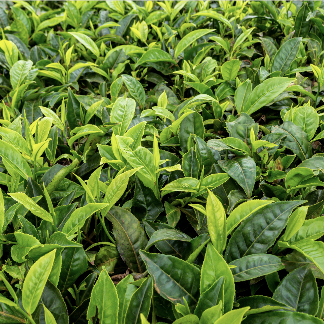 Leaves of a tea plant