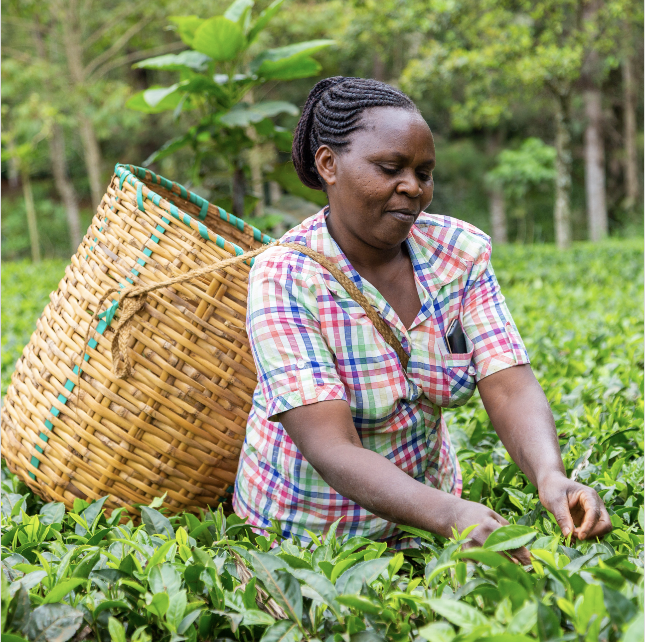 A person picking a tea plant