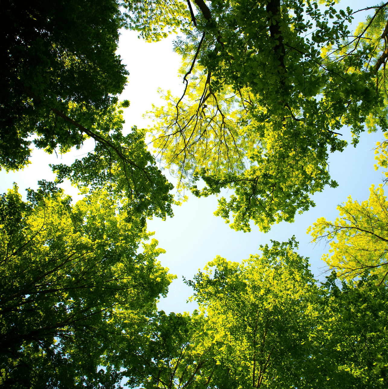 A view of the tree tops from below