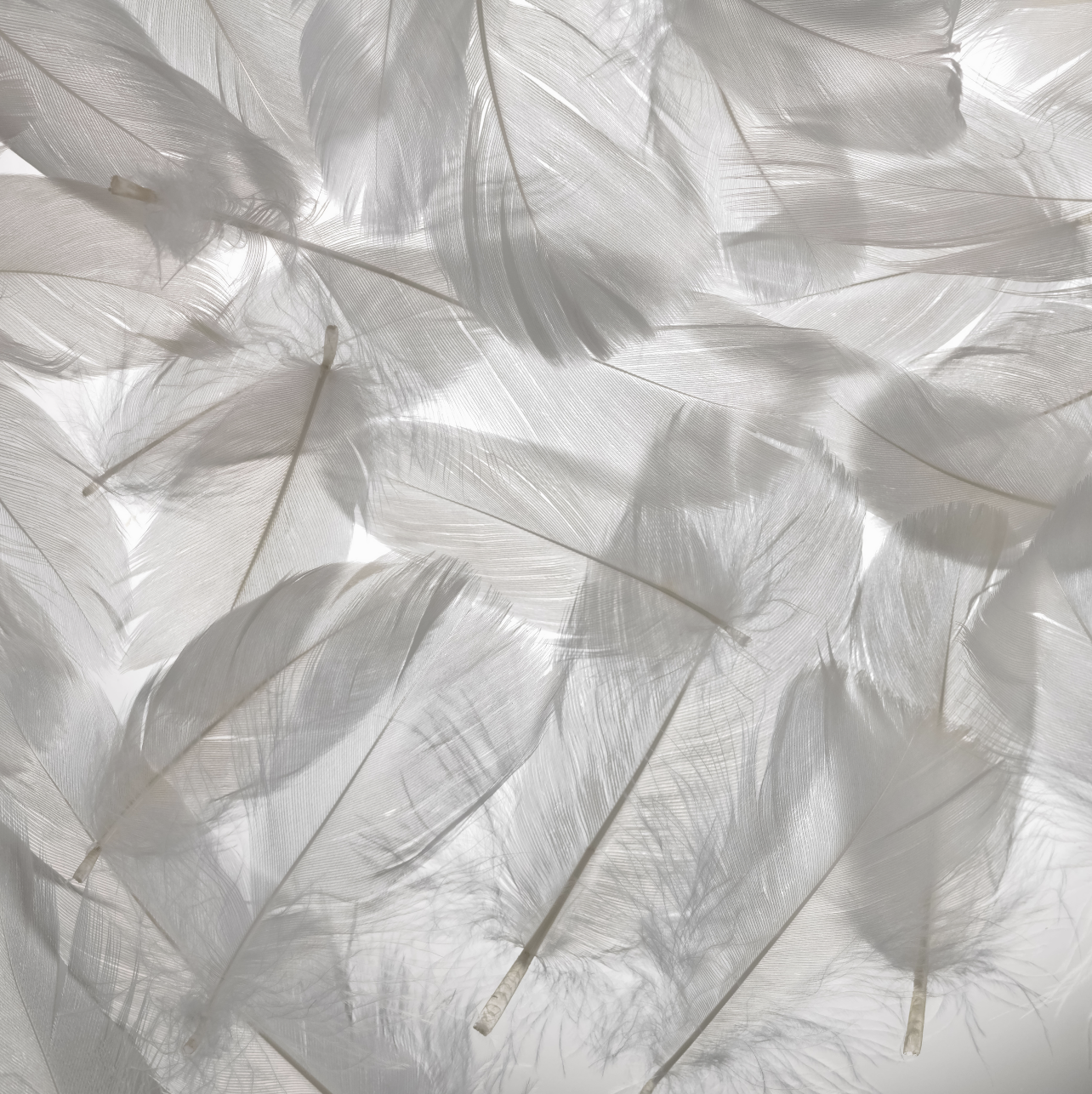 A close up shot of white feathers