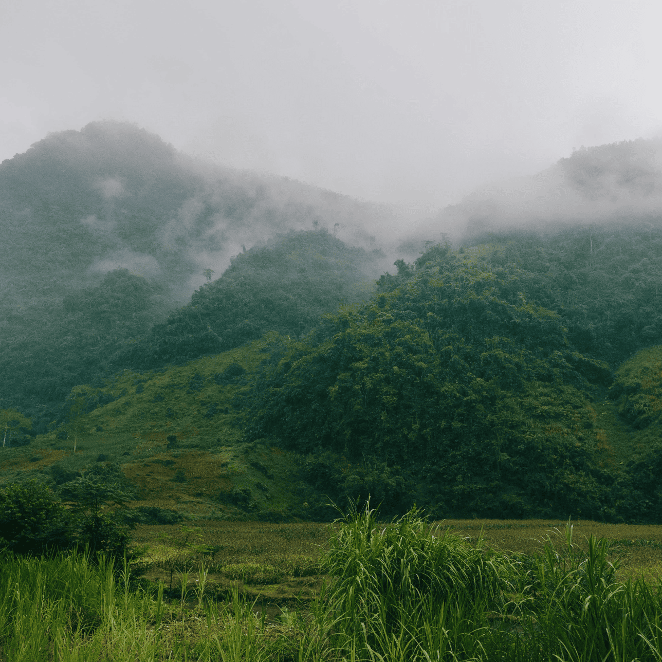 Rainforest landscape