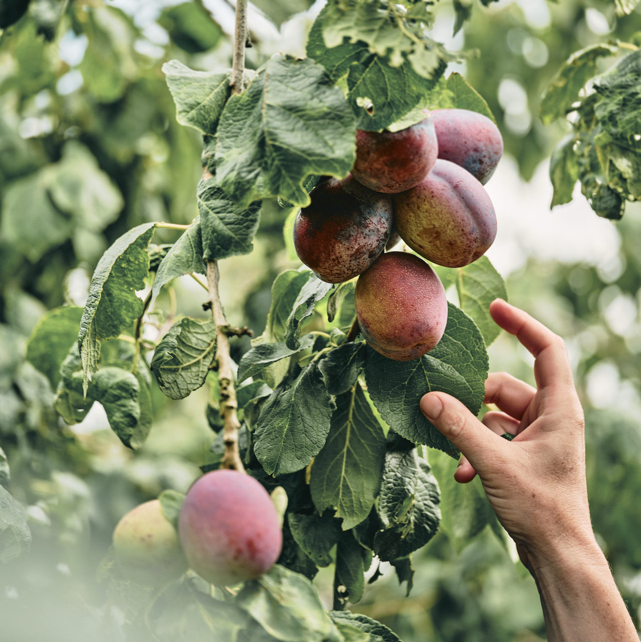 A hand picking plums from a tree