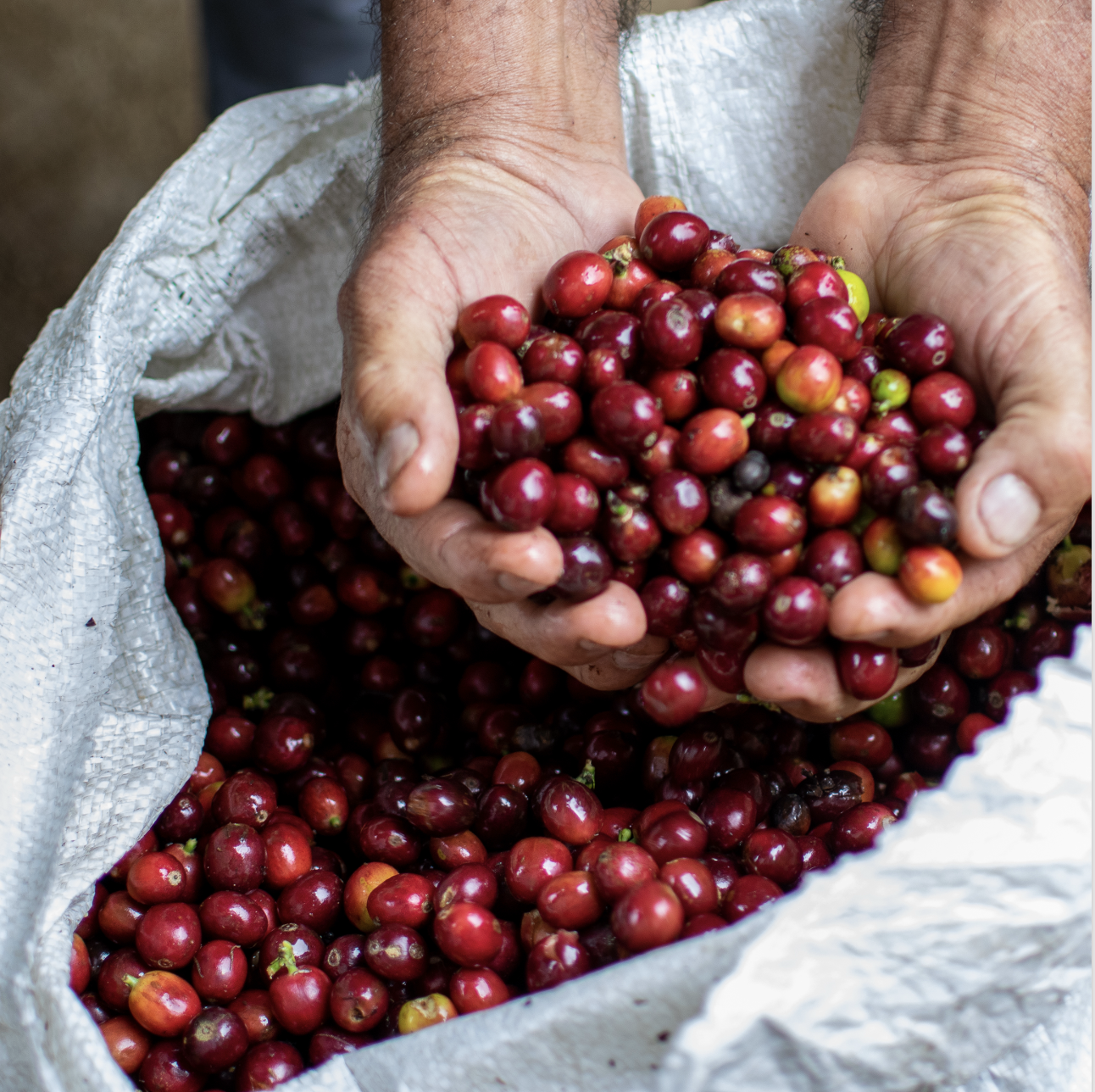 Hands holding berries