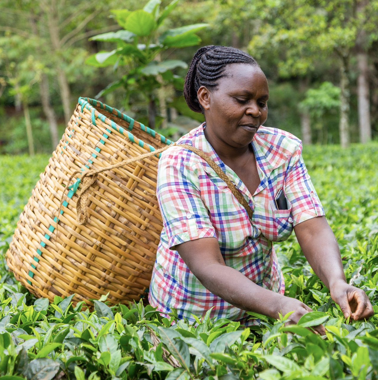 A person picking tea leaves