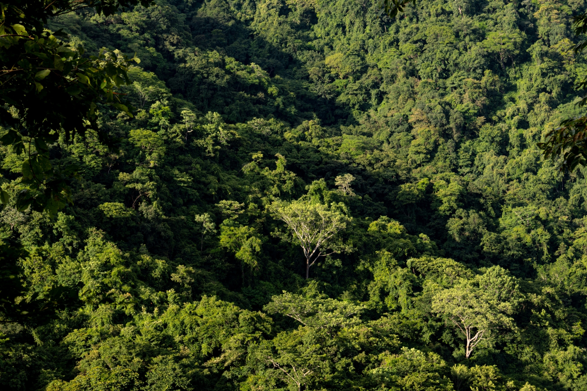 Tree tops