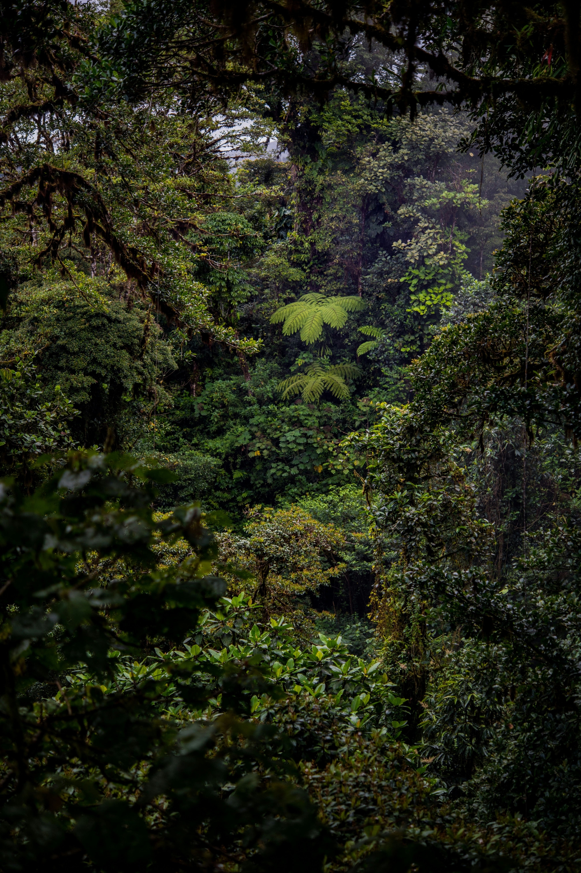 Rainforest