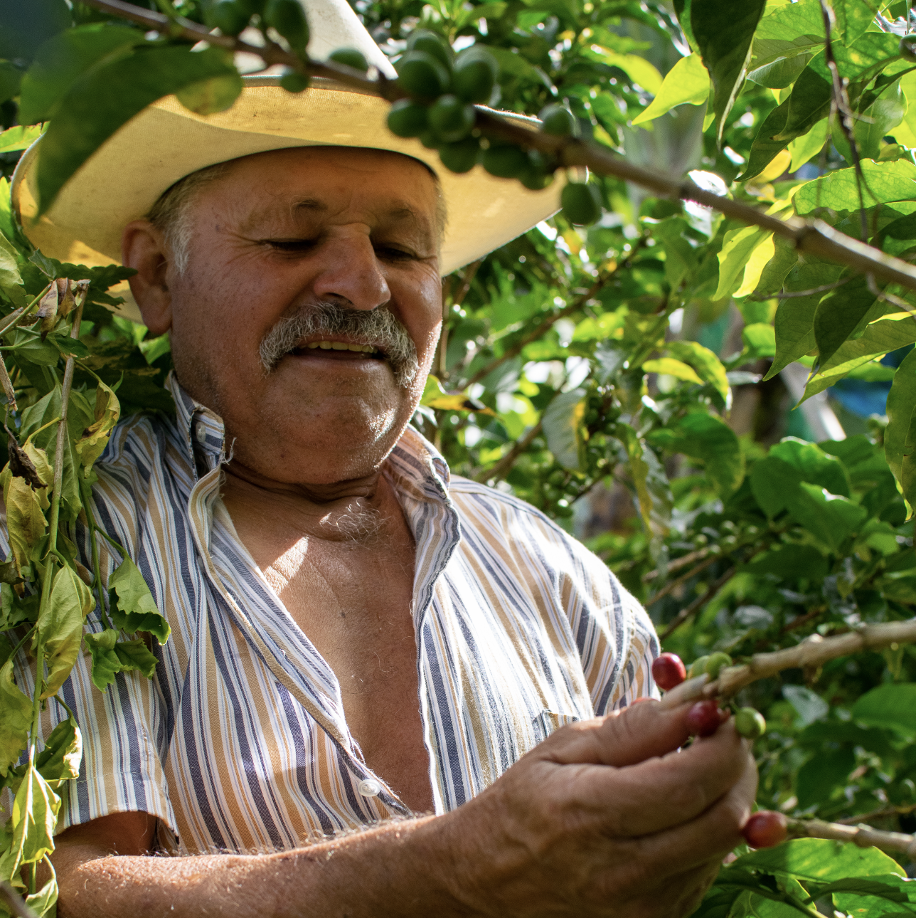 A person picking berries