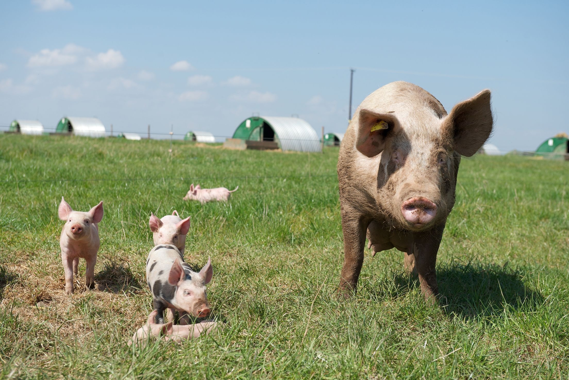 Animal health and welfare - a top priority