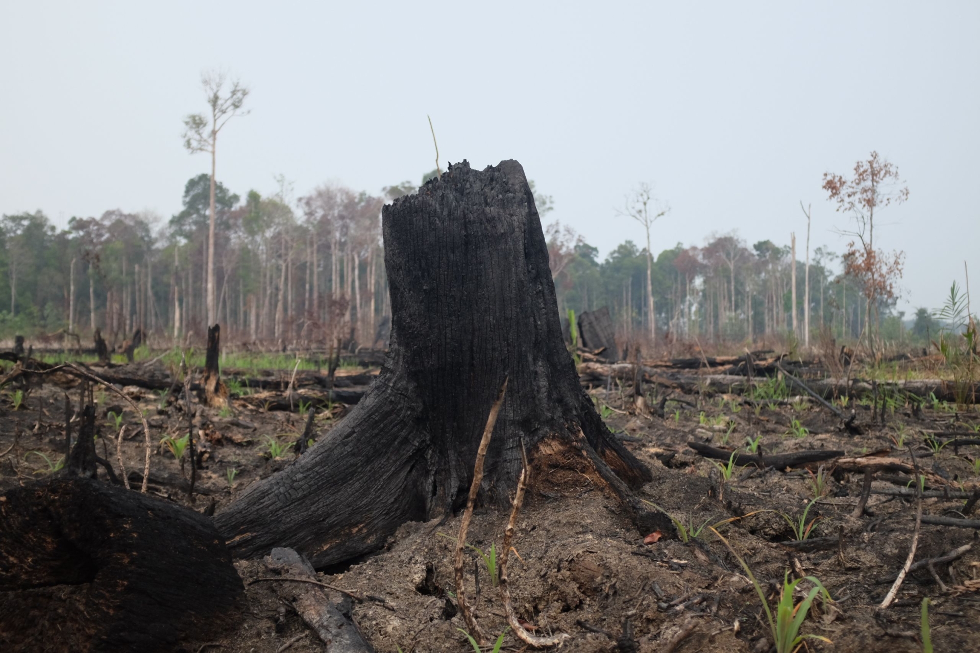 What’s the problem with palm oil