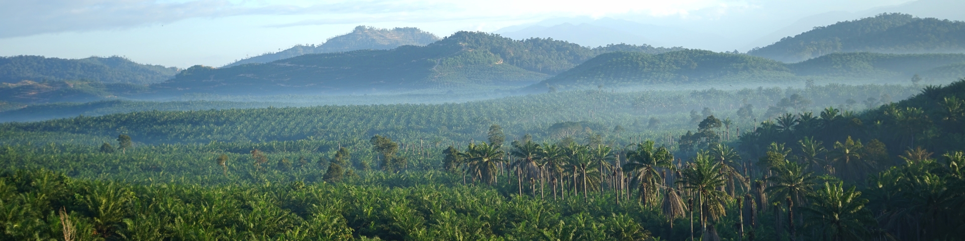 Our stance on palm oil
