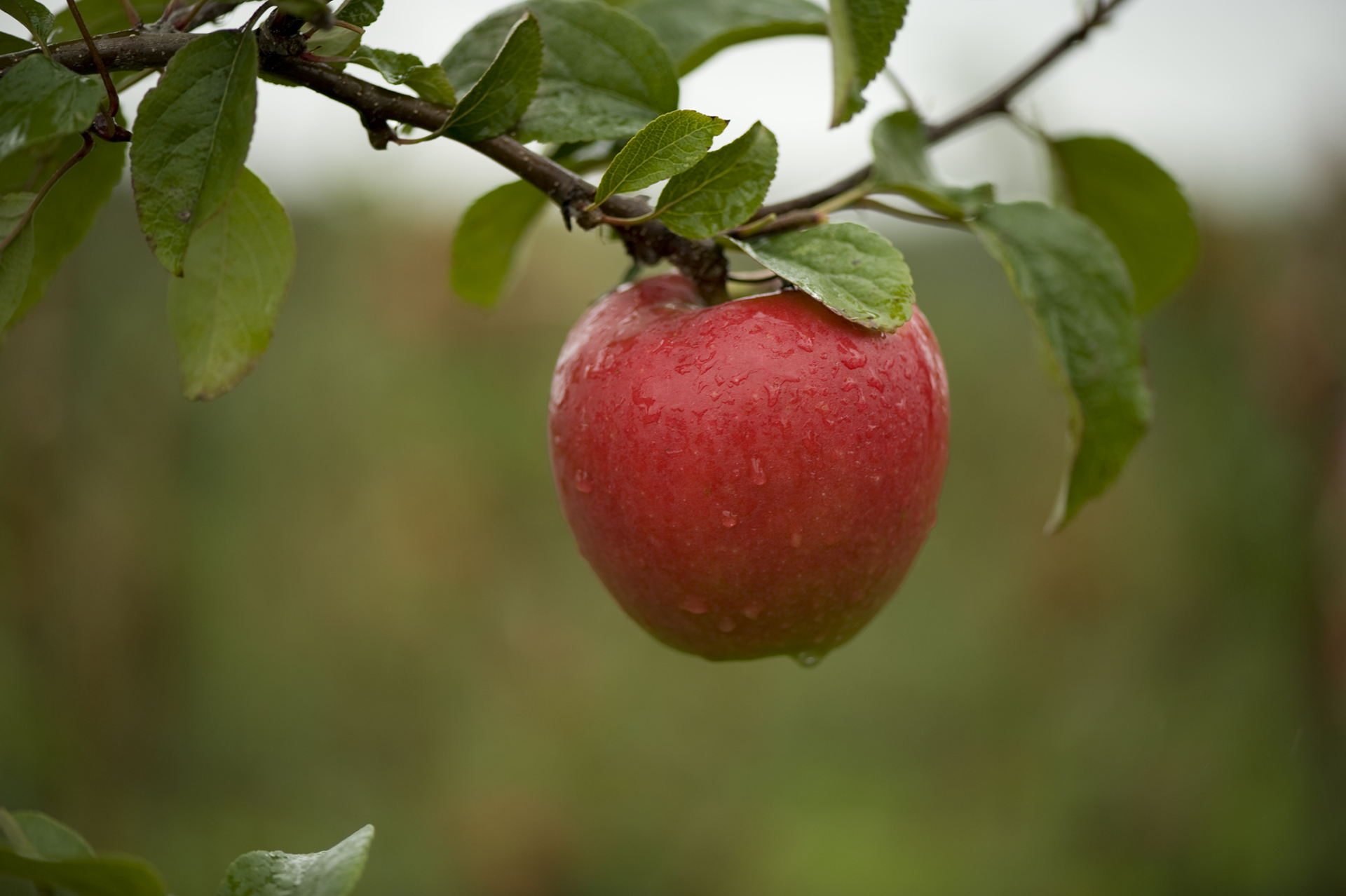 Fresh fruit and veg that doesn’t cost the earth